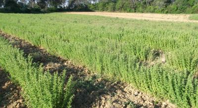 Parcelle plantée d'origans. © C. Legrand