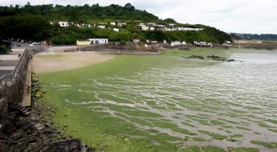 Prolifération d'algues vertes sur la plage du Valais à St Brieuc durant l'été 2017. En se décomposant, ces algues dégagent un gaz toxique appelé sulfure d'hydrogène. © Maxppp / Cyril Frionnet 