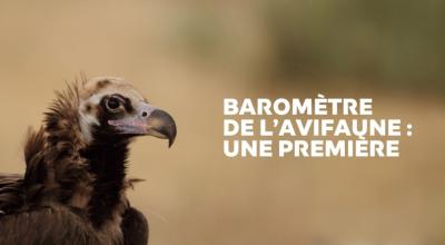 Vautour moine © Christian Aussaguel