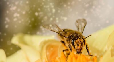 Abeilles pollens pesticides