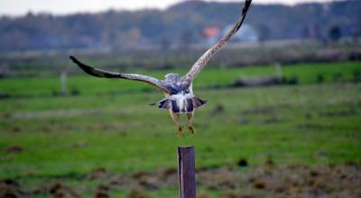 La LPO fait découvrir le "bénévolat nature" dans le cadre des journées du patrimoine - Crédits photos: Pixabay 