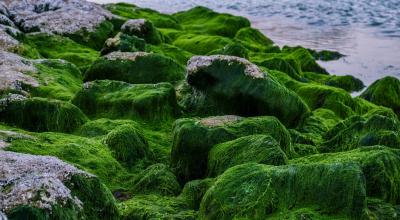 crédit pixabay - algues vertes