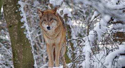 Un arrêté du 16 juin rend possible l'abattage de deux loups supplémentaires.