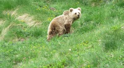 © Jérôme SENTILLES / Reseau ours brun