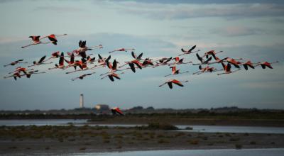 Vol de flamants roses au-dessus des anciens salins @jean_Jalbert-TourduValat