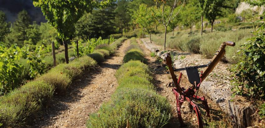 Bineuse manuelle de la ferme Les plantes de mul’âne, une ferme humaine à Saillans, dans la Drôme. Le retour du travail manuel est un levier d’action pour diminuer la dépendance du secteur agricole aux énergies fossiles. © Estelle Pereira