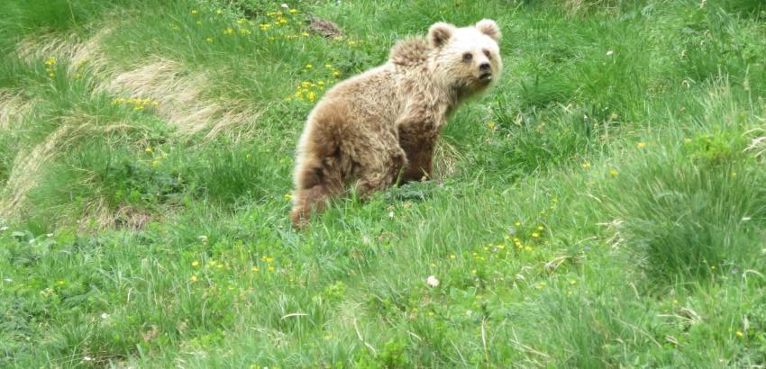 © Jérôme SENTILLES / Reseau ours brun