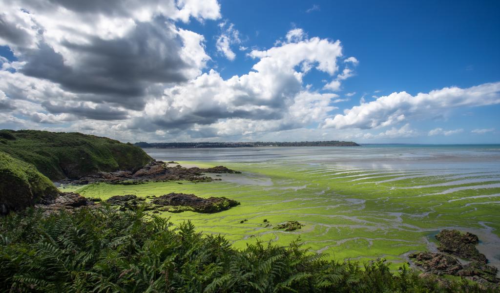 La prolifération d'algues vertes (ici dans la baie de Saint-Brieuc en Bretagne) est notamment due aux nitrates. © CC BY-NC-SA 2.0 / Denis Brothier