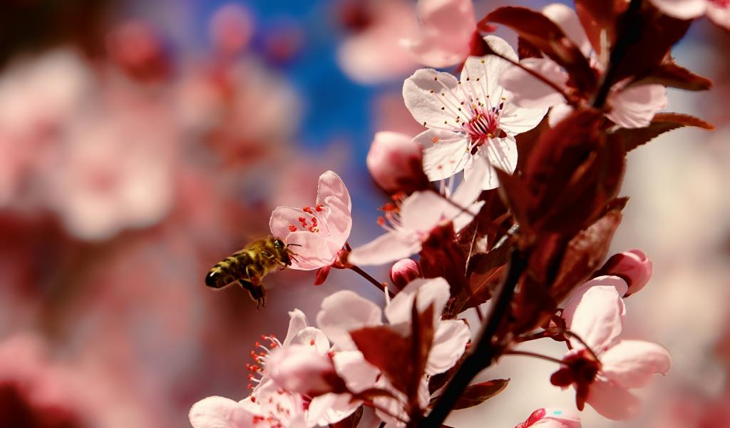 Les apiculteurs ont besoin des agriculteurs pour faire butiner leurs abeilles. Et les agriculteurs ont besoin des abeilles pour polliniser leurs plantes. Ici, une abeille butinant une fleur de cerisier. © Pixabay 