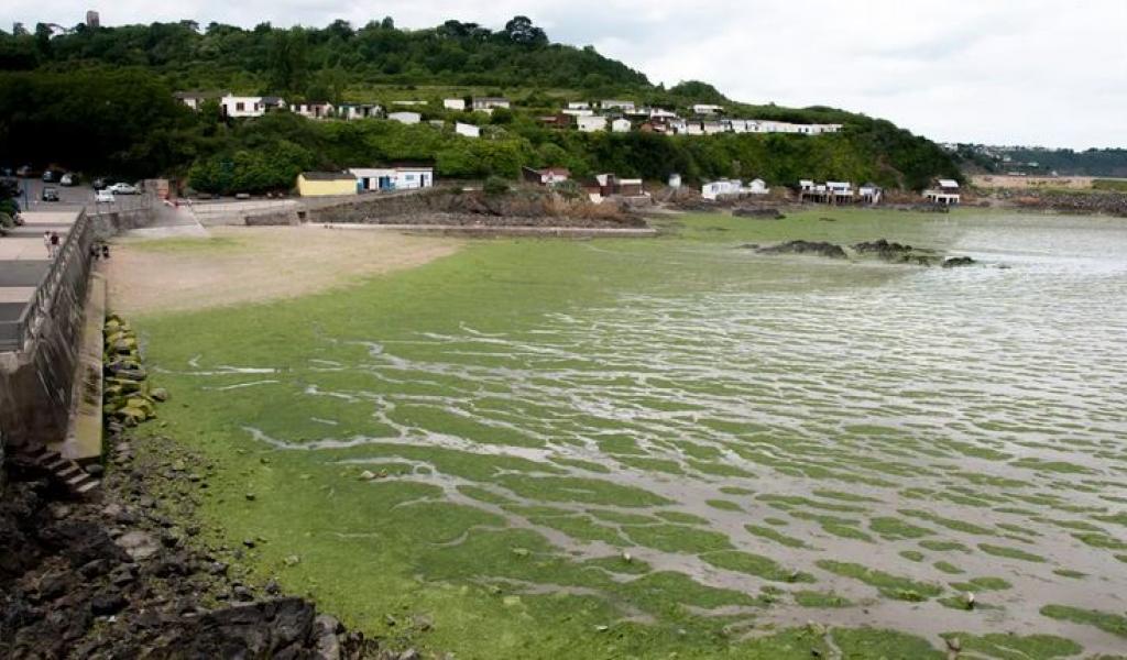Prolifération d'algues vertes sur la plage du Valais à St Brieuc durant l'été 2017. En se décomposant, ces algues dégagent un gaz toxique appelé sulfure d'hydrogène. © Maxppp / Cyril Frionnet 