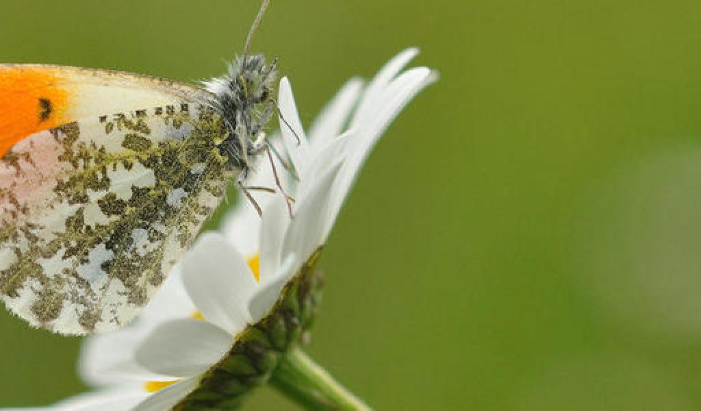 Bretagne Vivante