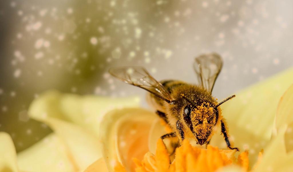 Abeilles pollens pesticides