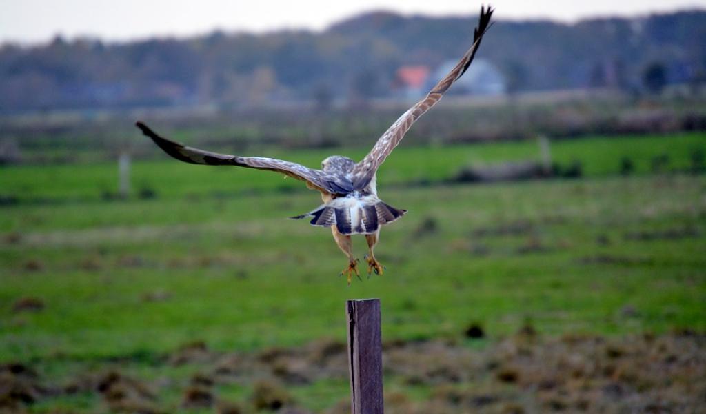 La LPO fait découvrir le "bénévolat nature" dans le cadre des journées du patrimoine - Crédits photos: Pixabay 