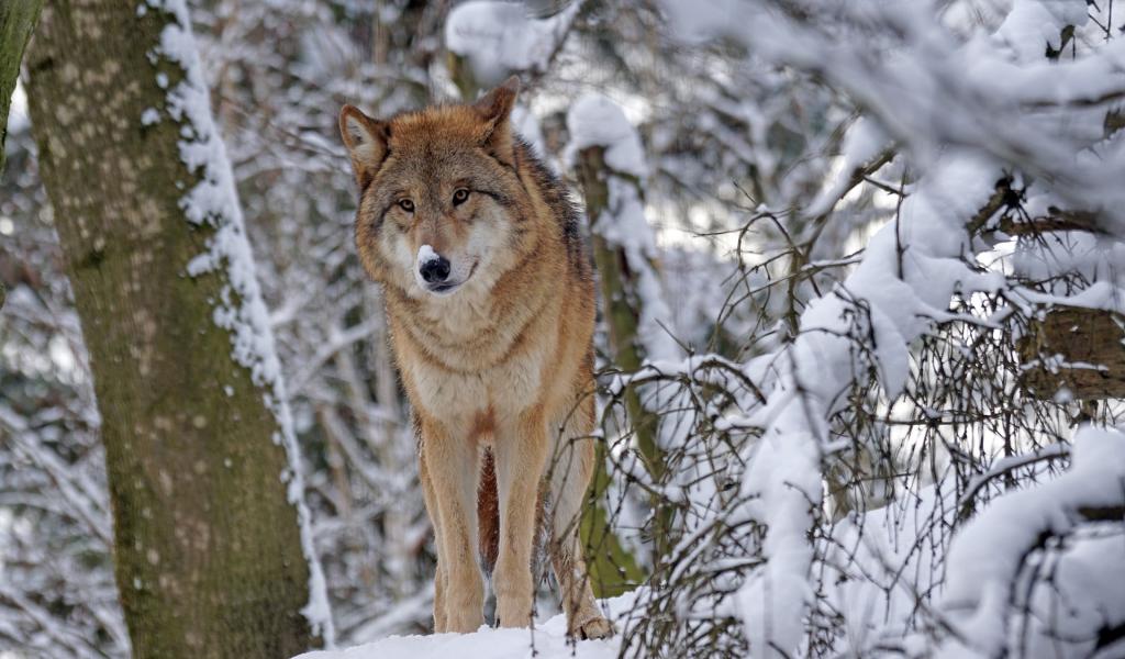 Un arrêté du 16 juin rend possible l'abattage de deux loups supplémentaires.