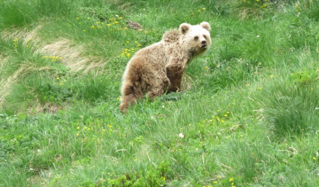 © Jérôme SENTILLES / Reseau ours brun