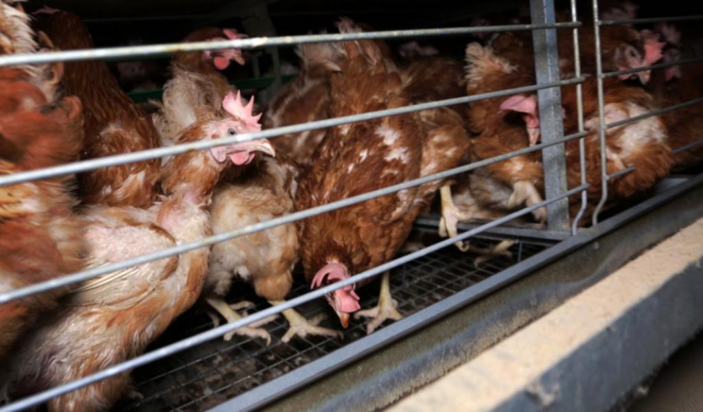 Décembre 2017. L214 rend publiques les images d'un élevage industriel de 140 000 poules en batterie produisant des œufs pour des produits transformés. - Crédit : L214