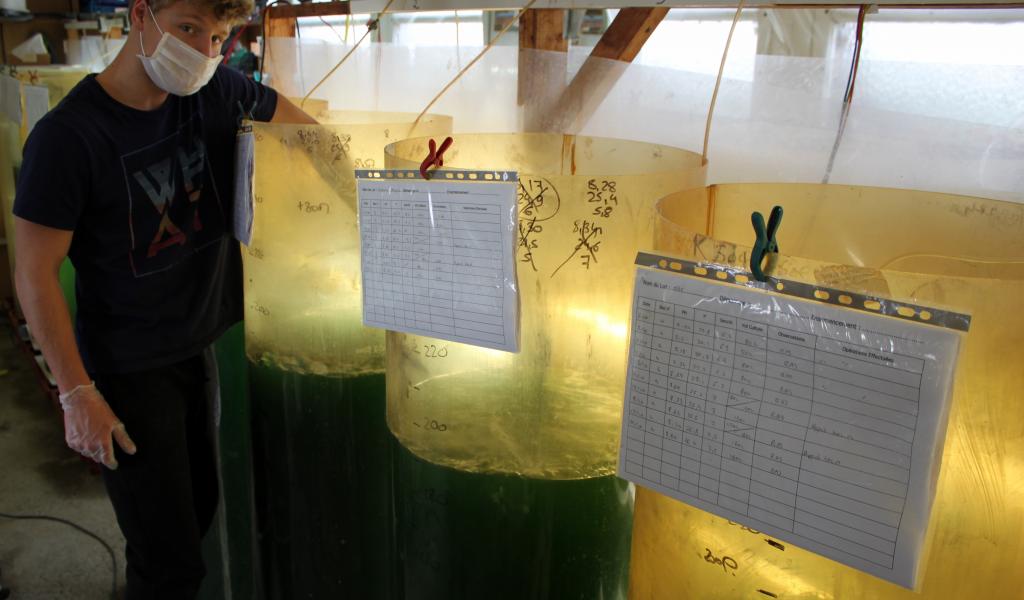 Maxime, fils de Marie-Gabrielle et chargé de production, vérifie la température et le pH de l’eau de culture de la spiruline marine. Redécouverte dans les années 1960, cette cyanobactérie est apparue il y a trois milliards d’années dans les eaux tièdes de lacs alcalins. © S. Bju 