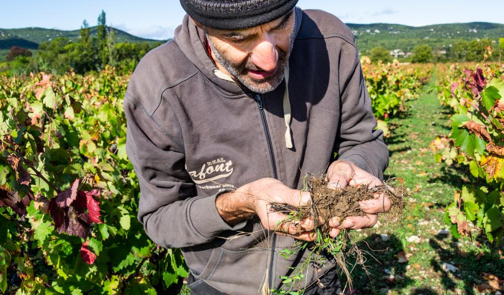 Un sol vivant est grumeleux, odorant et traversé de nombreuses racines. Ces sols non tassés sont plus favorables à la pénétration de l’eau (crédit : Anaïs Marechal).