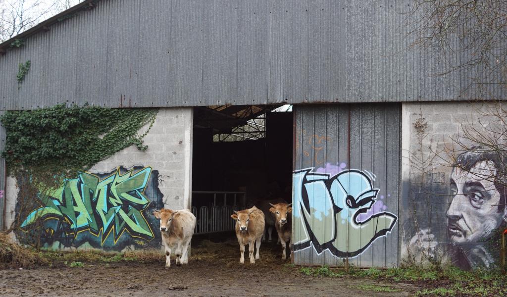 Un petit troupeau de vaches nantaises, élevées pour leur viande, pâture sur la friche du Transformateur, près de Redon en Bretagne. Crédit : Benoît Vandestick