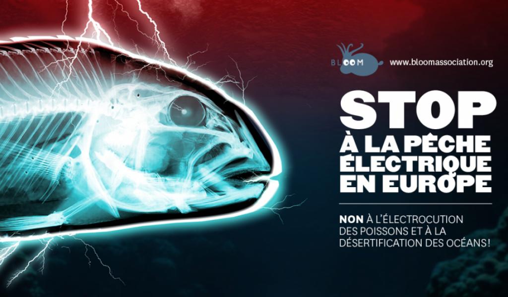 Pétition de l'association BLOOM contre la pêche électrique. ©BLOOM