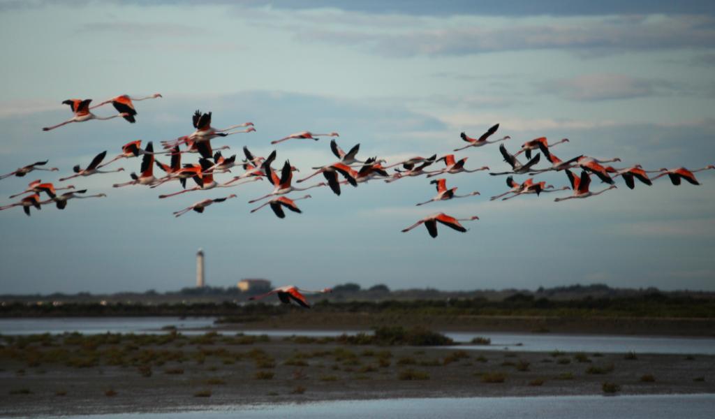 Vol de flamants roses au-dessus des anciens salins @jean_Jalbert-TourduValat