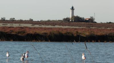 Étang et phare de la Gacholle. Le delta de la Camargue, dont 70 % est situé à moins d'un mètre d'altitude, voit déjà se produire les effets du changement climatique. © P. Isnard-Dupuy