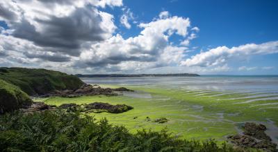 La prolifération d'algues vertes (ici dans la baie de Saint-Brieuc en Bretagne) est notamment due aux nitrates. © CC BY-NC-SA 2.0 / Denis Brothier