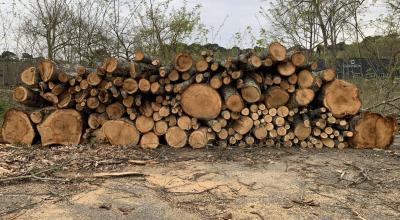 photo des arbres coupés parmi lesquels des chênes centenaires. ©Surfrider Foundation Europe