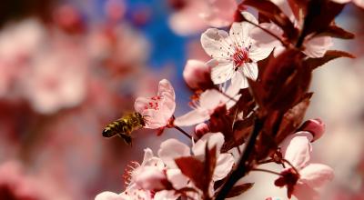 Les apiculteurs ont besoin des agriculteurs pour faire butiner leurs abeilles. Et les agriculteurs ont besoin des abeilles pour polliniser leurs plantes. Ici, une abeille butinant une fleur de cerisier. © Pixabay 