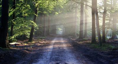 forêt conflit ONF