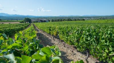 Domaine Terra Noé - Vignerons Ardéchois - ©J.F. Arnaud