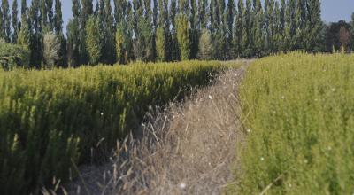 Les herbes de Provence demandent un climat sec et chaud pour développer tous leurs arômes. © E. Besatti