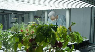 Entretien des plantes dans la Ferme urbaine lyonnaise (FUL) - FD