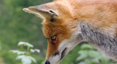 renard