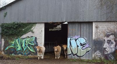 Un petit troupeau de vaches nantaises, élevées pour leur viande, pâturent sur la friche et quelques champs alentours. © B. Vandestick