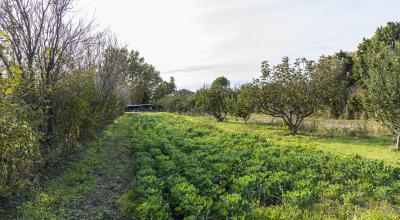 La présence de haies et d'arbres entre les parcelles permet à l'eau de s'infiltrer plus facilement.  © Quentin Zinzius