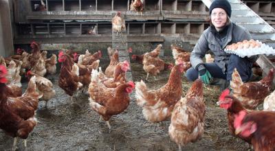 Aurélie passe tous les jours ramasser les oeufs de ses « petites rousses ». Avec son mari Antoine, elle a aussi le projet d’élever des volailles de chair. L’atelier de poules pondeuses déjà installé sur le site de la Pépiterre leur permet de se rôder au métier mais aussi de commencer à mettre en place un réseau de fournisseurs, un circuit de distribution… © S. Biju