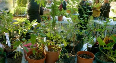 La 21eme édition des journées des Plantes Rares et Jardin Naturel de Sérignan-du-Comtat, dans le Vaucluse, aura lieu les 13 et 14 avril  -  DR