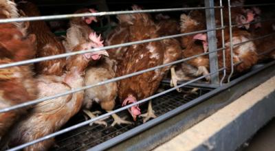 Décembre 2017. L214 rend publiques les images d'un élevage industriel de 140 000 poules en batterie produisant des œufs pour des produits transformés. - Crédit : L214