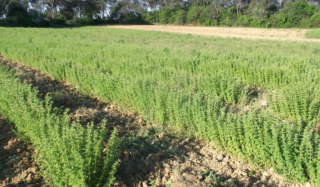 Parcelle plantée d'origans. © C. Legrand