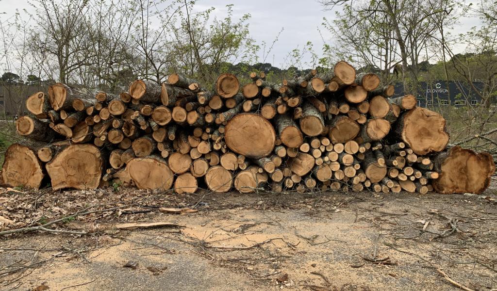 photo des arbres coupés parmi lesquels des chênes centenaires. ©Surfrider Foundation Europe