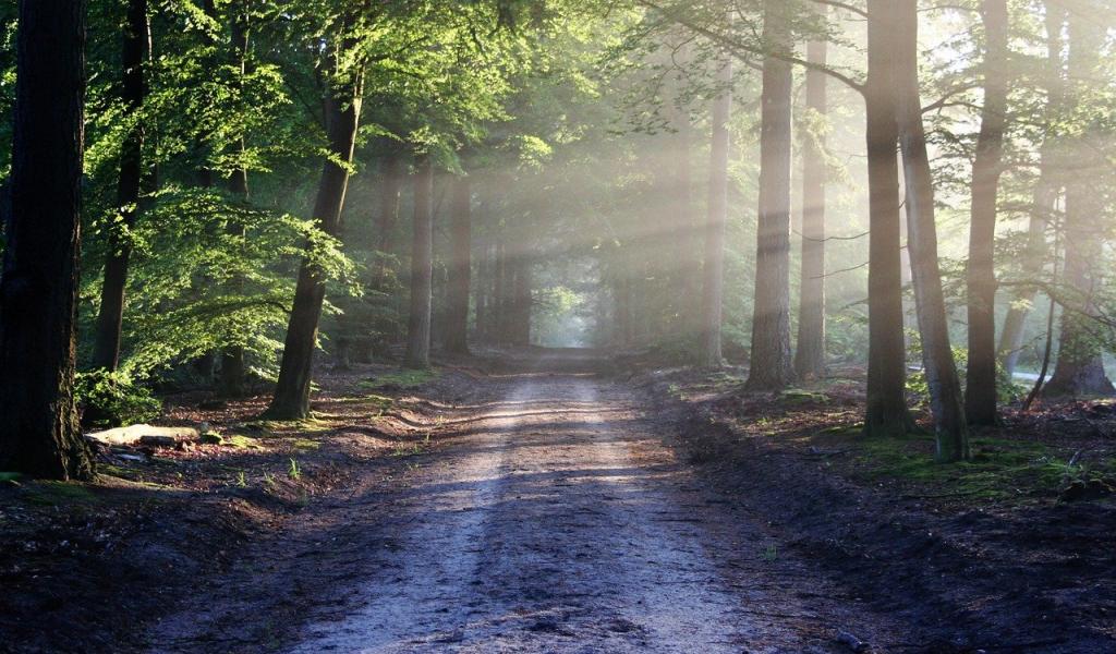 forêt conflit ONF