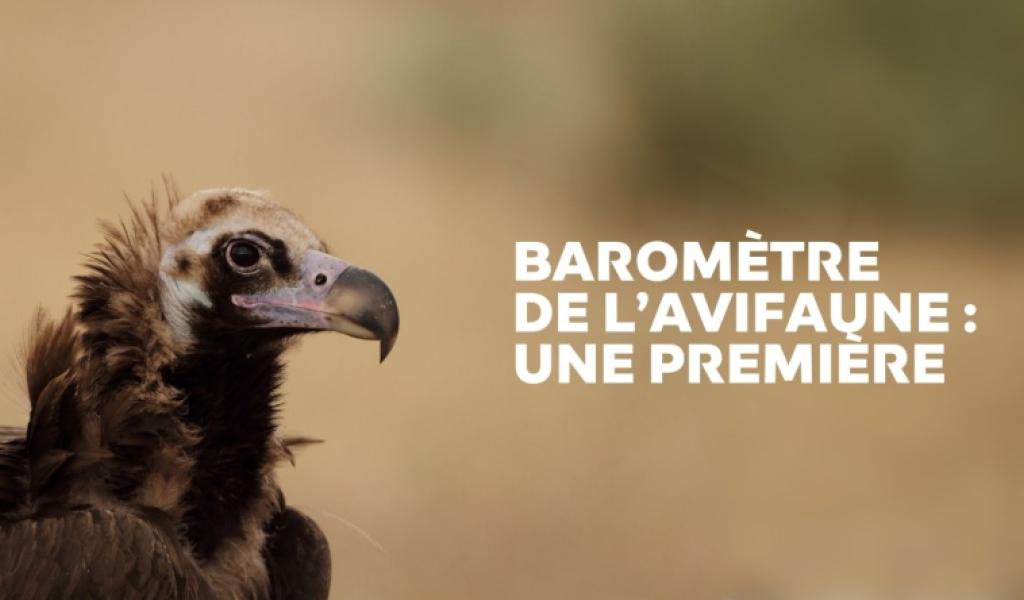 Vautour moine © Christian Aussaguel