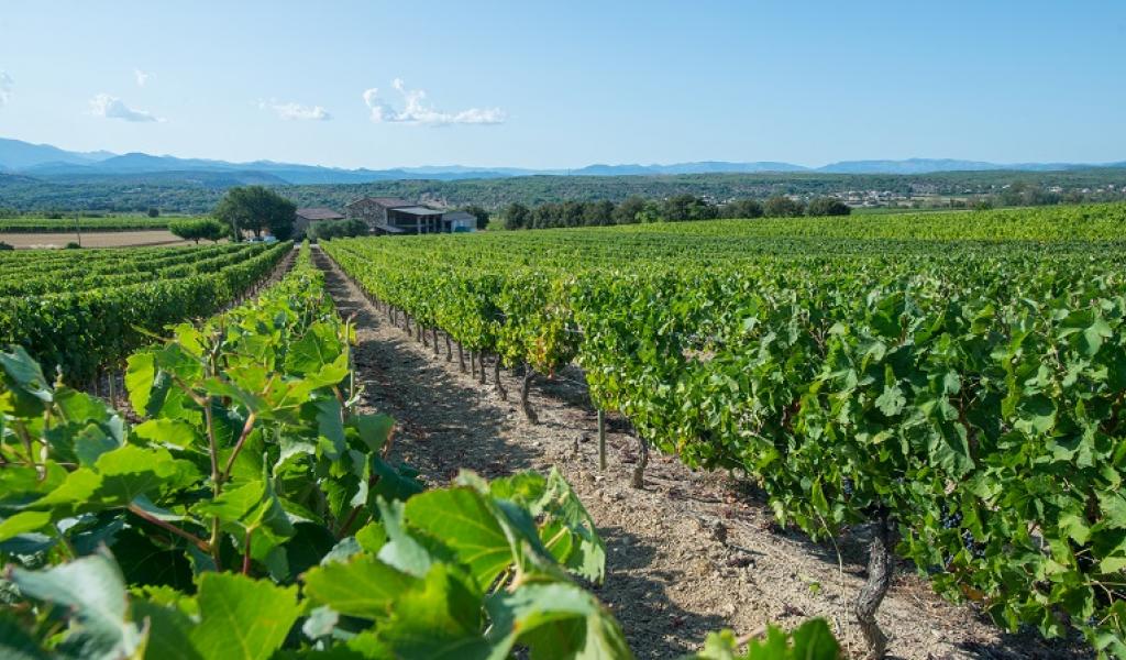 Domaine Terra Noé - Vignerons Ardéchois - ©J.F. Arnaud