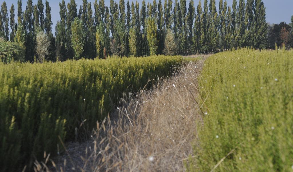 Les herbes de Provence demandent un climat sec et chaud pour développer tous leurs arômes. © E. Besatti