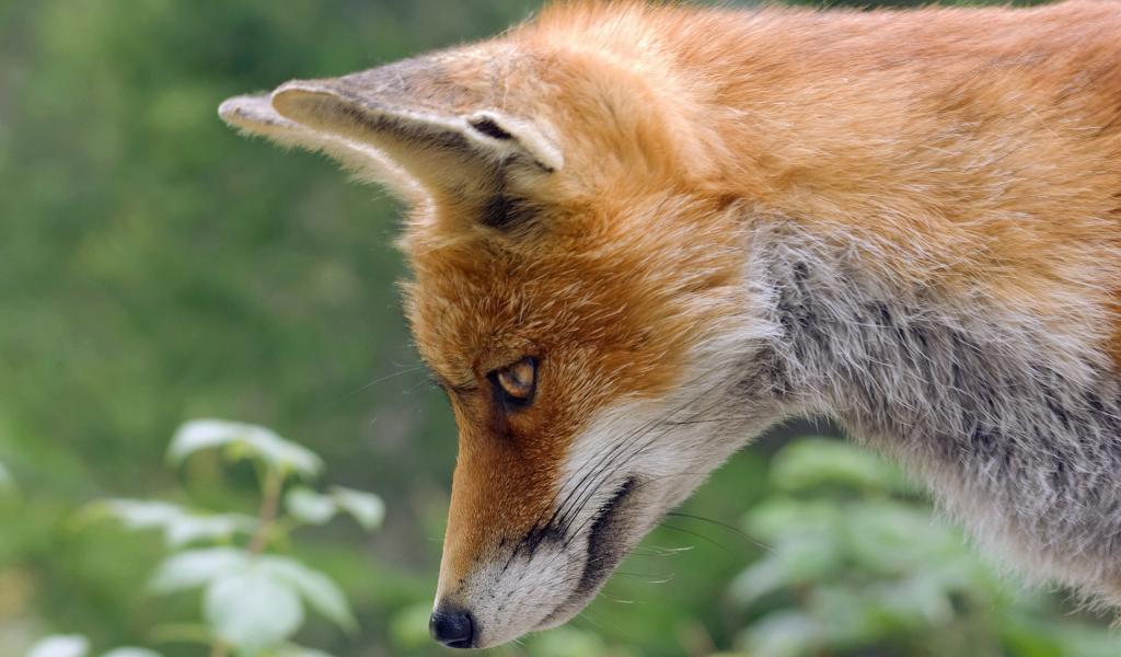 renard