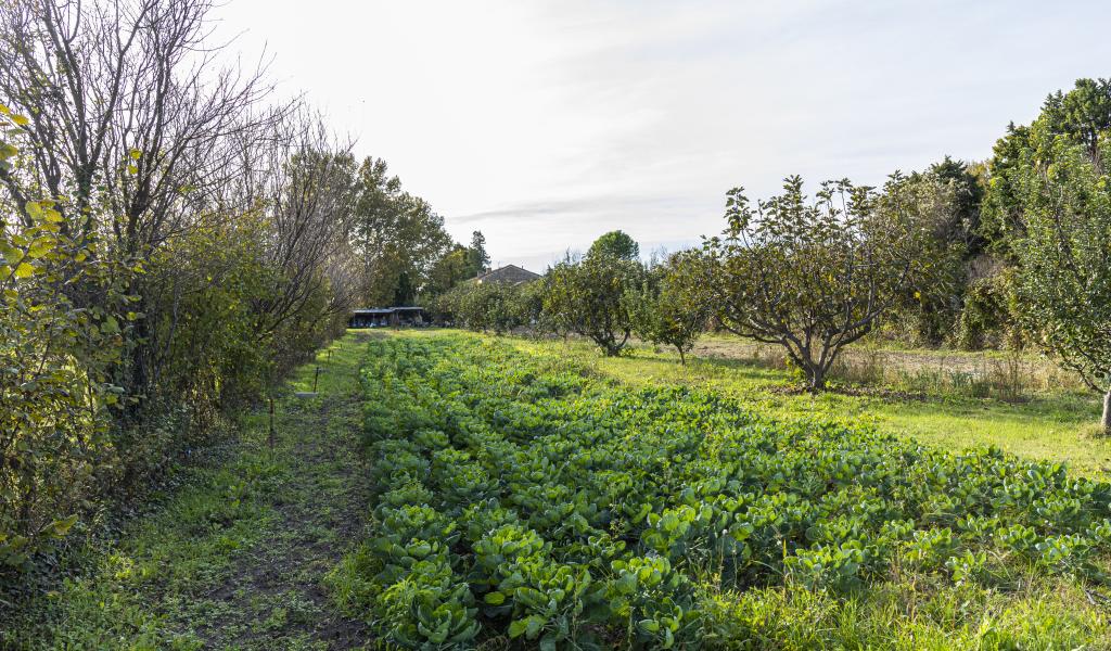 La présence de haies et d'arbres entre les parcelles permet à l'eau de s'infiltrer plus facilement.  © Quentin Zinzius