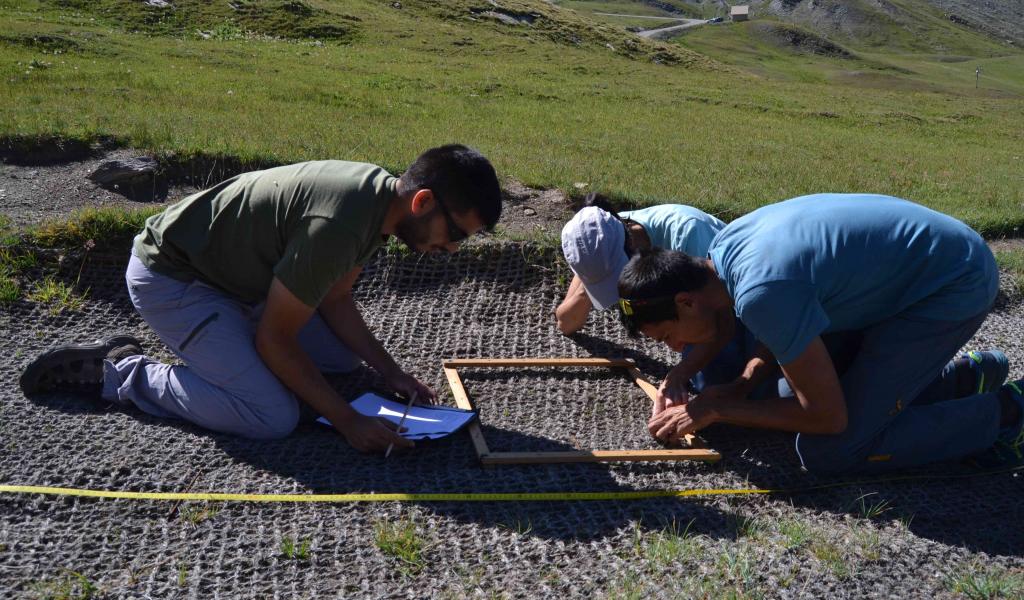 Un suivi post-revégétalisation a été réalisé au col Agnel dans le cadre de Sem’Les Alpes, afin de mesurer le taux de recouvrement de la végétation. © S. Huc