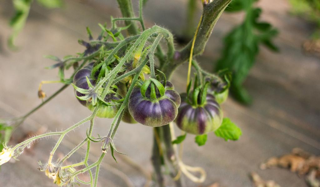 tomates de Koal Kohz- manon Boquen