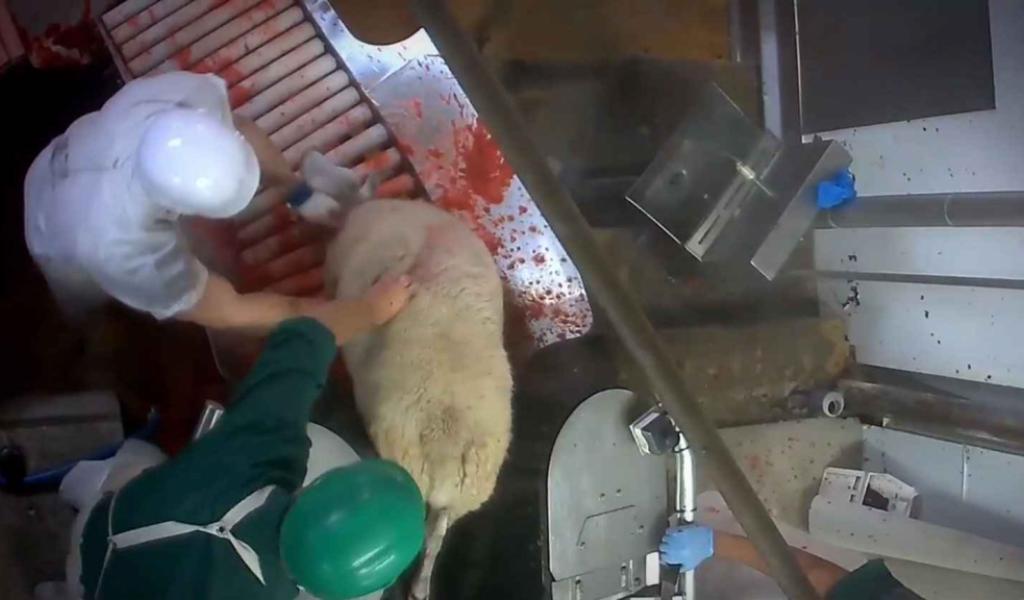 Capture écran de la dernière vidéo de L214 tournée dans un abattoir de Nouvelle Aquitaine. crédits : DR